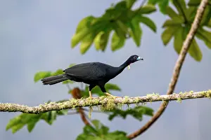 Galliformes Prints: Wattled guan (Aburria aburri) walking along branch in Cecropia tree