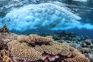 Coelentrerata Collection: Wave breaking over the reef, Table coral (Acropora) Safaga, Egypt, Red Sea