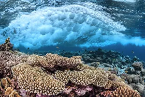 Wave Prints: Wave breaking over the reef, Table coral (Acropora) Safaga, Egypt, Red Sea