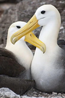 Waved albatross (Phoebastria irrorata) courting pair mutually grooming