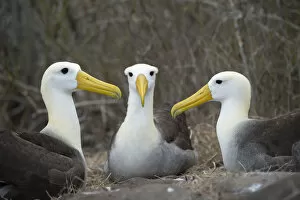 2018 January Highlights Gallery: Waved albatross (Phoebastria irrorata) group of three on nest, Punta Suarez, Espanola Island