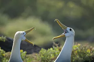 Images Dated 13th February 2015: Waved albatross (Phoebastria irrorata) pair in courtship display, Galapagos, Ecuador