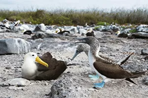 Tui De Roy - A Lifetime in Galapagos Gallery: Waved Albatross (Phoebastria irrorata) and Blue-footed Booby (Sula nebouxii