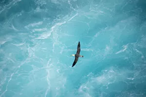 Images Dated 12th June 2020: Waved albatross (Phoebastria irrorata) in flight over waves, Punta Suarez