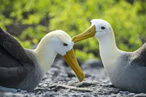 August 2021 Highlights Gallery: Waved albatross (Phoebastria irrorata), pair mutual preening in courtship
