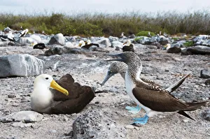 Waved Albatross (Phoebastria irrorata) and Blue-footed Booby (Sula nebouxii