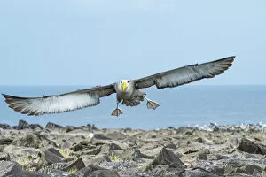 Albatross Gallery: Waved albatross (Phoebastria irrorata) in flight, Punta Suarez, Espanola Island