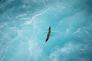 Waved albatross (Phoebastria irrorata) in flight over waves, Punta Suarez