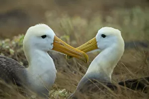 February 2022 Highlights Collection: Waved albatross (Phoebastria irrorata), pair, Espanola Island, Galapagos, South America