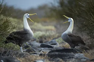 Waved albatross (Phoebastria irrorata) pair in courtship display at nest site, Punta Suarez