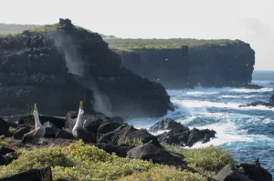 Waved albatross (Phoebastria irrorata) pair displaying on coast Galapagos, Ecuador
