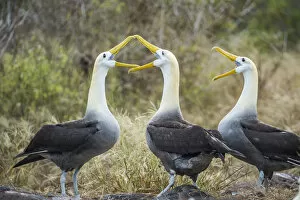 Albatross Gallery: Waved albatrosses (Phoebastria irrorata) courting, Punta Suarez, Espanola Island