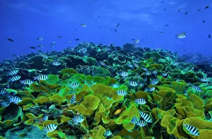 Dameselfishes Prints: Waves breaking over a shallow reef with hard