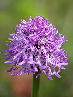 Orchis Prints: Wavy-leaved monkey orchid (Orchis italica) in flower