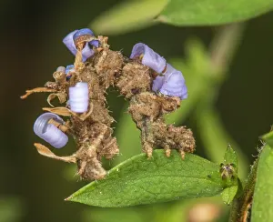 Asterales Prints: Wavy-lined emerald moth (Synchlora aerata) caterpillar camouflaged among Aster flower