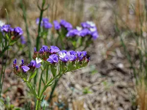 Limonium Prints: Wavyleaf sea lavender (Limonium sinuatum) flowering