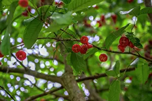 Myrtaceae Prints: Wax apple (Syzygium samarangense) tree with ripe fruits