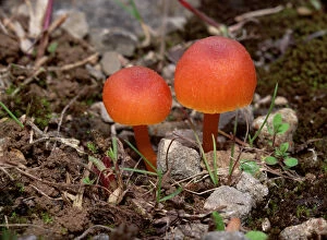 Wax cap fungus (Hygrocybe sp) Annagarriff Wood NNR, Peatlands, County Armagh, Northern Ireland