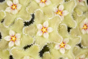 Apocynaceae Gallery: Wax flower (Hoya serpens) close up of flowers. Cultivated plant from Himalayas