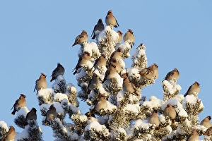 Images Dated 20th December 2010: Waxwing (Bombicilla garrulus) flock on snow covered pine tree, Kuusamo, Finland, February