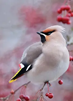 Greater Waxwing Prints: Waxwing (Bombycilla garrulus) perched on branch, Helsinki, Finland. November