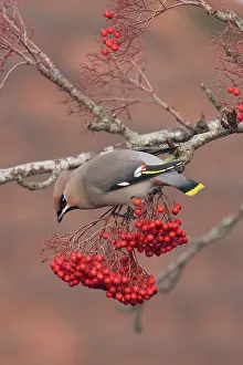 Greater Waxwing Prints: Waxwing (Bombycilla garrulus) perched on branch feeding on berries
