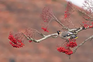 Greater Waxwing Prints: Waxwing (Bombycilla garrulus) perched on branch with red berries