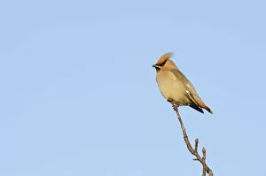 Waxwing (Bombycilla garrulus) perched in a tree, Whitstable, Kent, England, UK, February