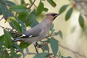 Greater Waxwing Prints: Waxwing (Bombycilla garrulus) perched in tree, Norfolk, England, UK. March