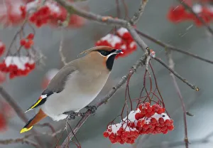 Christmas Prints: Waxwing (Bombycilla garrulus) perching near berries, Kuusamo, Finland, November