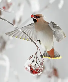 Waxwings (Bombycilla garrulus) feeding on snow covered Rowan (Sorbus) berries, whilst in flight, Kuusamo, Finland, Scandinavia, January. Magic Moments book plate