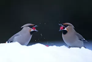 Images Dated 23rd October 2019: Waxwings (Bombycilla garrulus), in snow. Finland, March