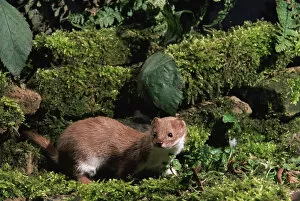 Images Dated 19th May 2003: Weasel on mossy wall {Mustela nivalis} Captive, UK