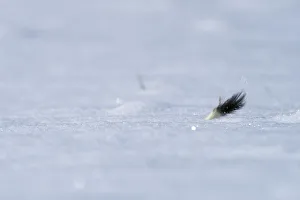 Weasel (Mustela erminea) running through deep snow with only its tail visible, Upper Bavaria, Germany, Europe. February