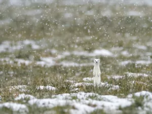 Images Dated 28th January 2022: Weasel (Mustela erminea) in white winter coat standing upright in falling snow, Upper Bavaria