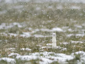 Weasel (Mustela erminea) in white winter coat standing upright in falling snow, Upper Bavaria, Germany, Europe. February