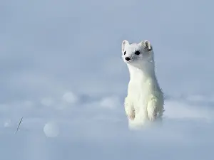 Weasel (Mustela erminea) in white winter coat standing upright in snow, Upper Bavaria, Germany, Europe. February