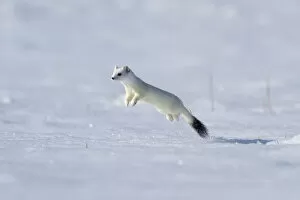 March 2022 highlights Gallery: Weasel (Mustela erminea) in winter coat, running through deep snow, Upper Bavaria, Germany, Europe