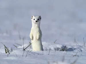 Images Dated 28th January 2022: Weasel (Mustela erminea) in winter coat, standing upright in the snow, Upper Bavaria, Germany
