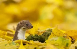 Weasel (Mustela nivalis) head and neck looking out of yellow autumn acer leaves, Sheffield, England, UK