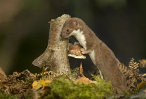 Weasel (Mustela nivalis) investigating birch stump with bracket fungus in autumn woodland, Sheffield