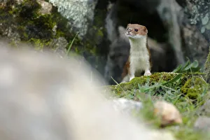 Andres M Dominguez Gallery: Weasel (Mustela nivalis) portrait, Sierra de Andujar Natural Park, Spain. January