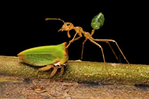 Pterygota Prints: Weaver ant (Oecophylla smaragdina) tending to Tree hopper (Sextius sp)