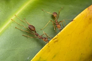 2018 April Highlights Gallery: Weaver ants (Oecophylla smaragdina) holding leaves together during nest building, Malaysian Borneo