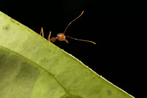 Weaver ants (Oecophylla smaragdina) portrait, Sabah, Malaysian Borneo