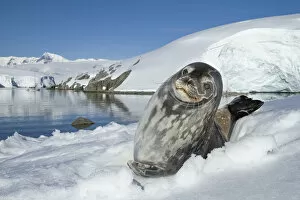 Images Dated 23rd July 2019: Weddell seal (Leptonychotes weddellii) hauled out on ice, Antarctic Peninsula, Antarctica