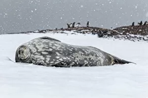 Images Dated 23rd August 2022: Weddell seal (Leptonychotes weddellii) sleeping on snow, Antarctic Peninsula, Antarctica