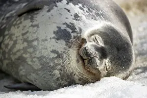 Phocidae Prints: Weddell seal (Leptonychotes weddellii) relaxing on the ice