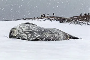 Phocidae Prints: Weddell seal (Leptonychotes weddellii) sleeping on snow, Antarctic Peninsula, Antarctica