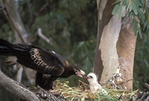 Wedge-tailed Eagle {Aquila audax} adult feeding chick at nest, New South Wales, Australia